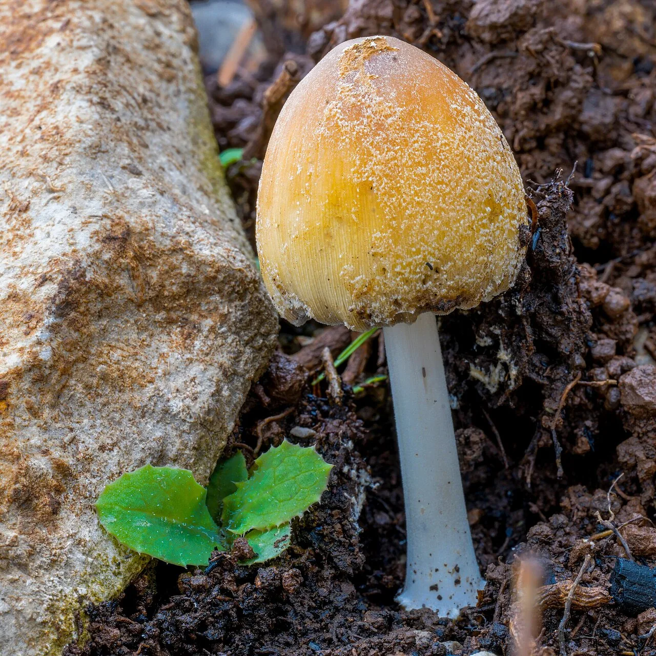 Coprinellus micaceus (Coprinellus micaceus) — photo mycologique