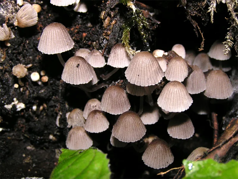 Coprinellus pyrrhanthes (Coprinellus pyrrhanthes) — photo mycologique