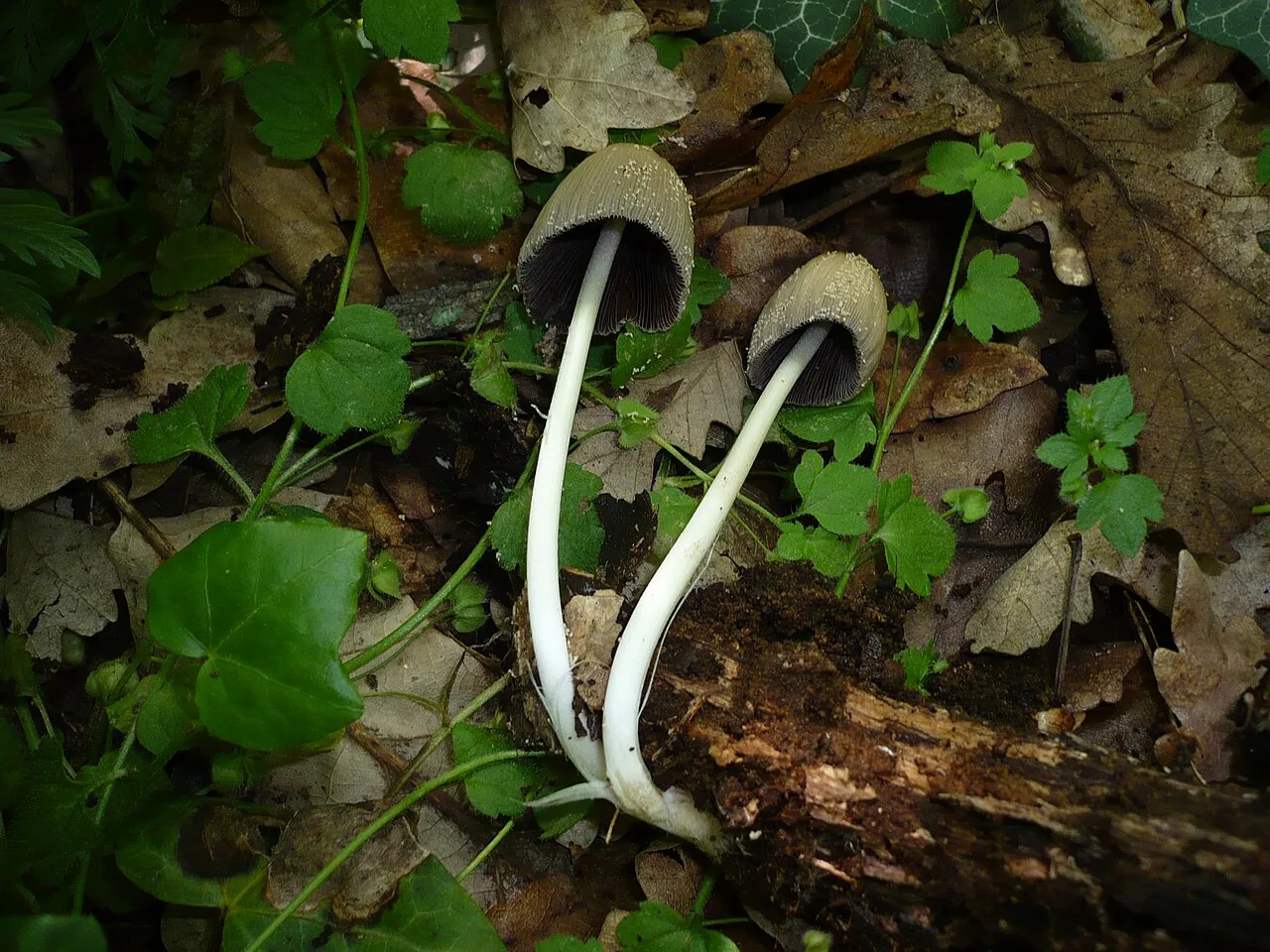 Coprinellus xanthothrix (Coprinellus xanthothrix) — photo mycologique