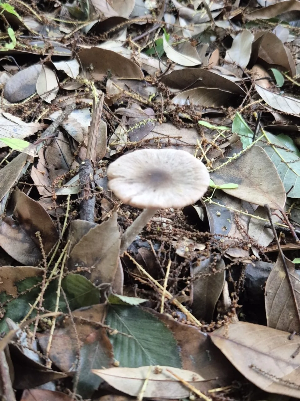Coprinopsis cineraria (Coprinopsis cineraria) — photo mycologique
