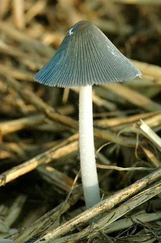 Coprinopsis cinerea (Coprinopsis cinerea) — photo mycologique