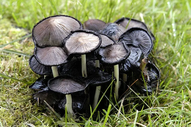 Coprinopsis floccosa (Coprinopsis floccosa) — photo mycologique