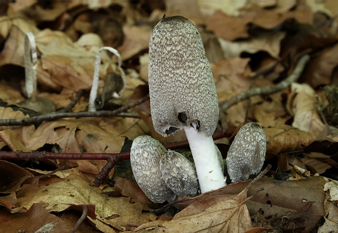 Coprinopsis lagopus (Coprinopsis lagopus) — photo mycologique