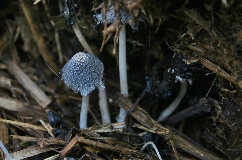 Coprinopsis macrocephala (Coprinopsis macrocephala) — photo mycologique