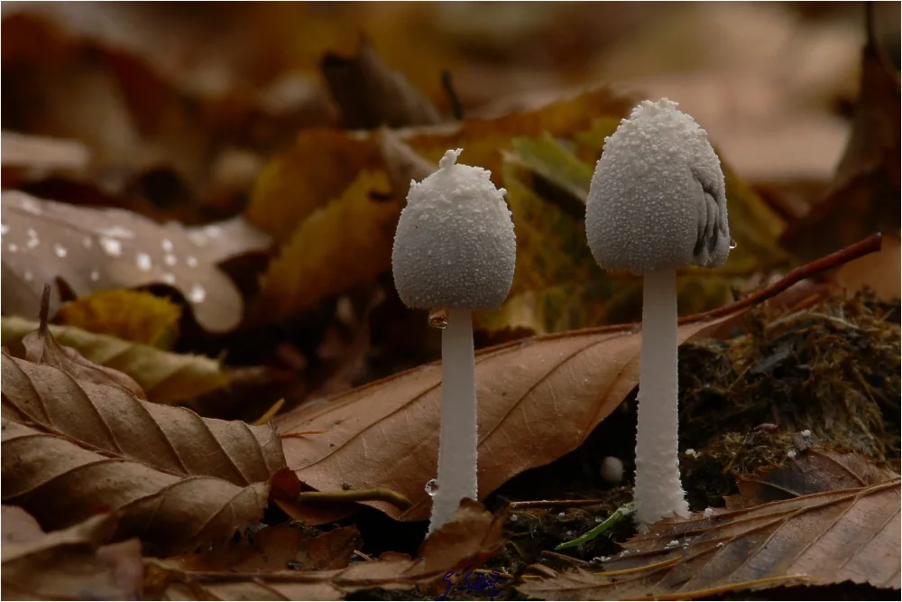 Coprinopsis nivea (Coprinopsis nivea) — photo mycologique