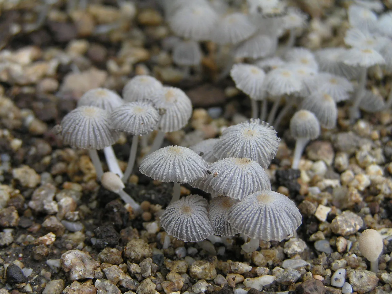 Coprinopsis patouillardii (Coprinopsis patouillardii) — photo mycologique