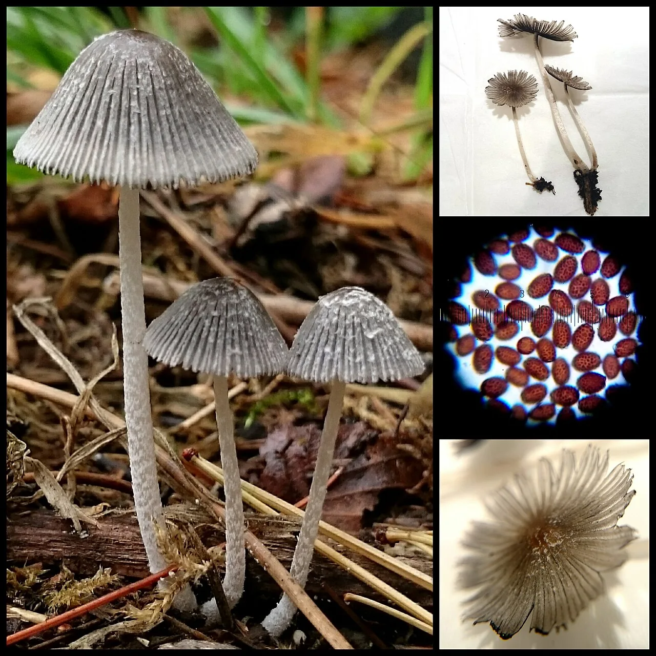Coprinopsis phlyctidospora (Coprinopsis phlyctidospora) — photo mycologique