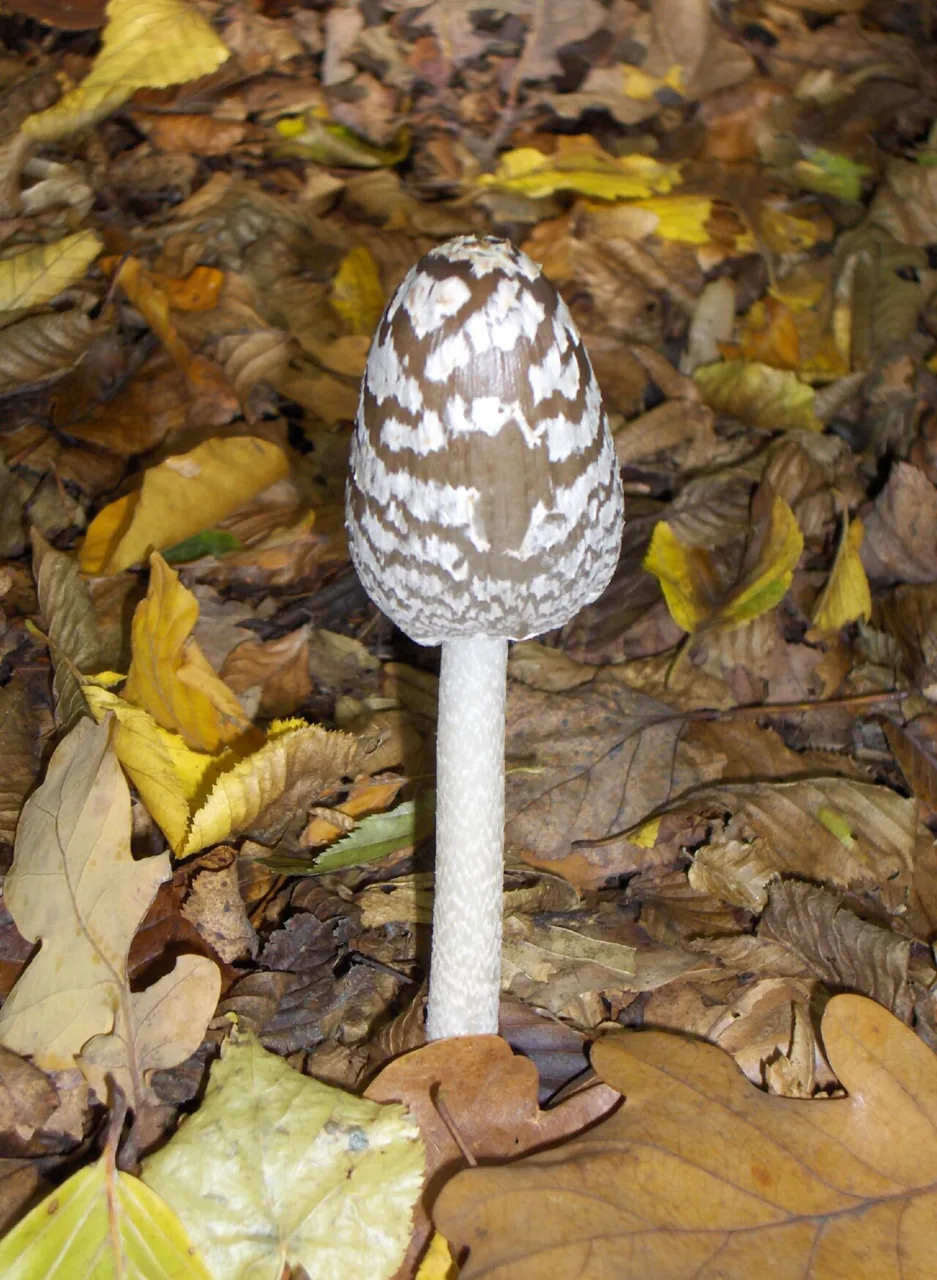 Coprinopsis picacea (Coprinopsis picacea) — photo mycologique