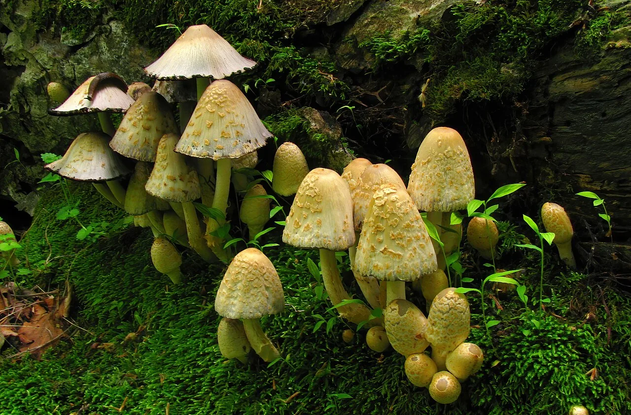 Coprinopsis variegata (Coprinopsis variegata) — photo mycologique