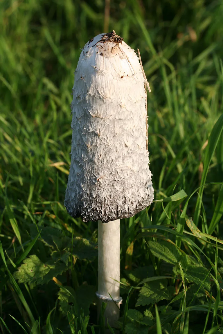 Coprinus asterophoroides (Coprinus asterophoroides) — photo mycologique
