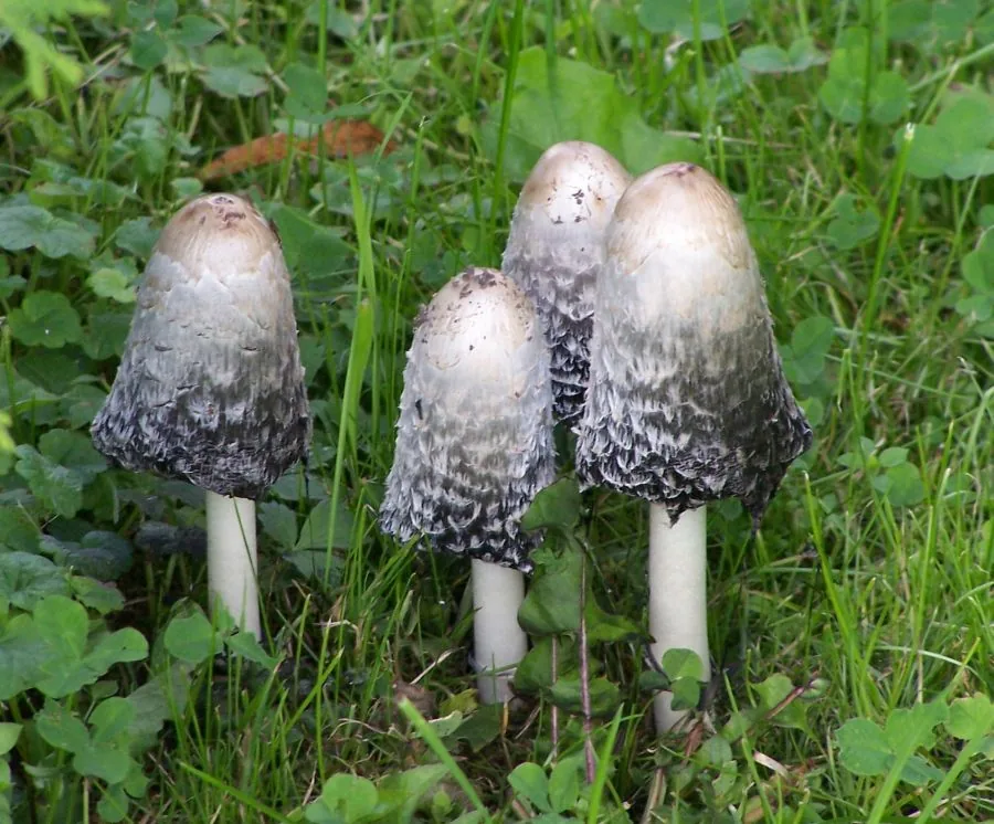 Coprinus comatus (Coprinus comatus) — photo mycologique
