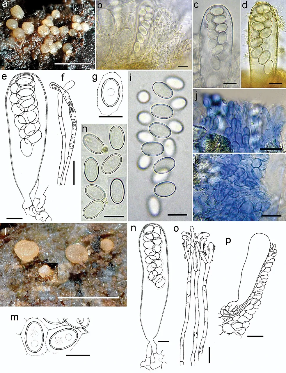 Coprotus vicinus (Coprotus vicinus) — photo mycologique