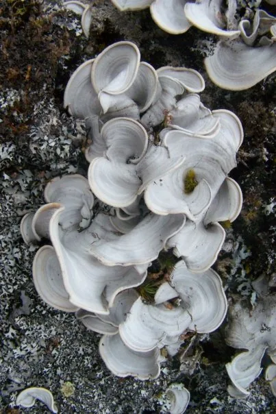 Cora cuzcoensis (Cora cuzcoensis) — photo mycologique