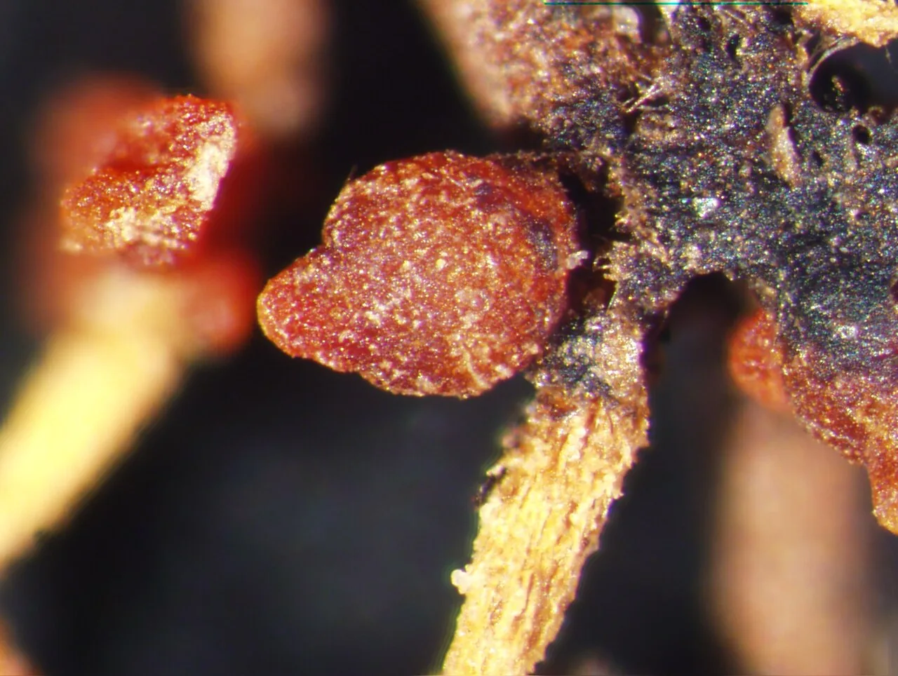 Corallomycetella elegans (Corallomycetella elegans) — photo mycologique