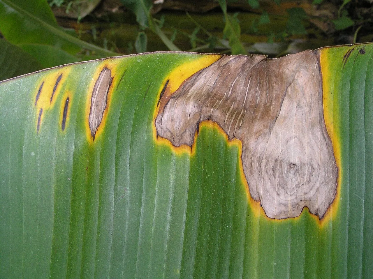 Cordana bambusae (Cordana bambusae) — photo mycologique