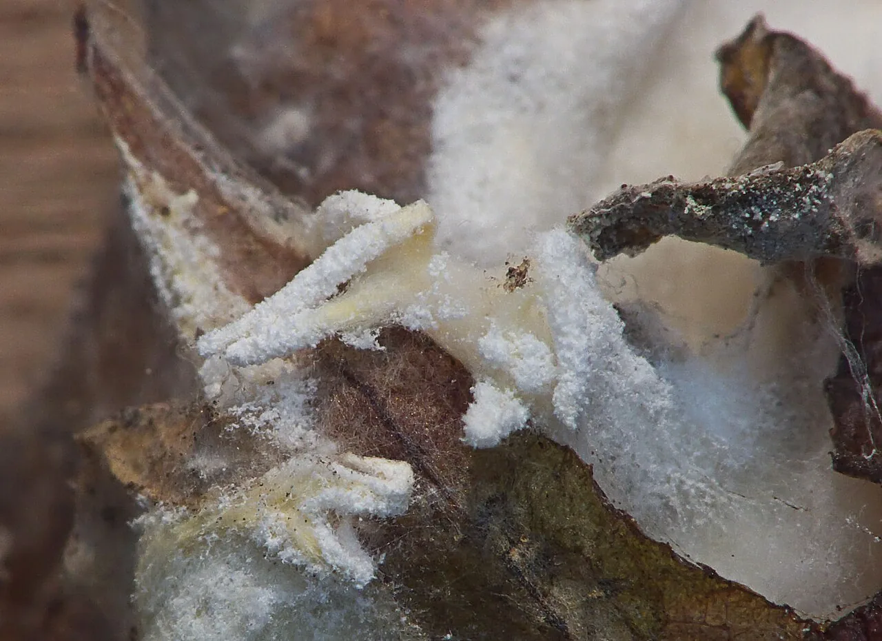 Cordyceps farinosa (Cordyceps farinosa) — photo mycologique