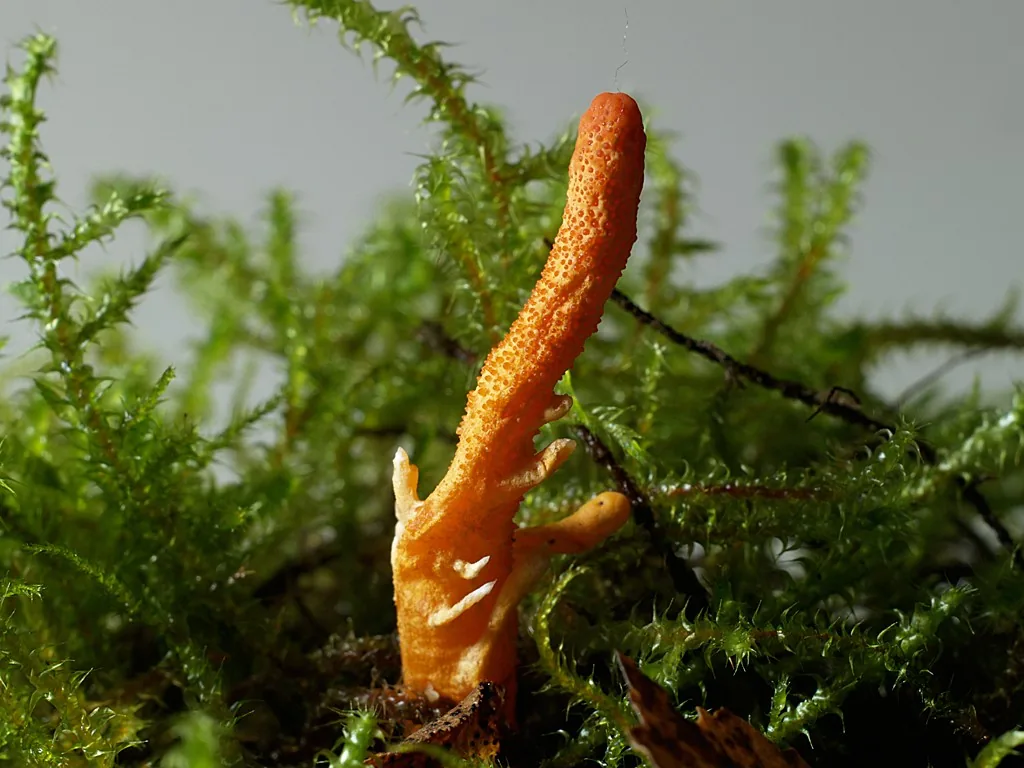 Cordyceps militaris (Cordyceps militaris) — photo mycologique
