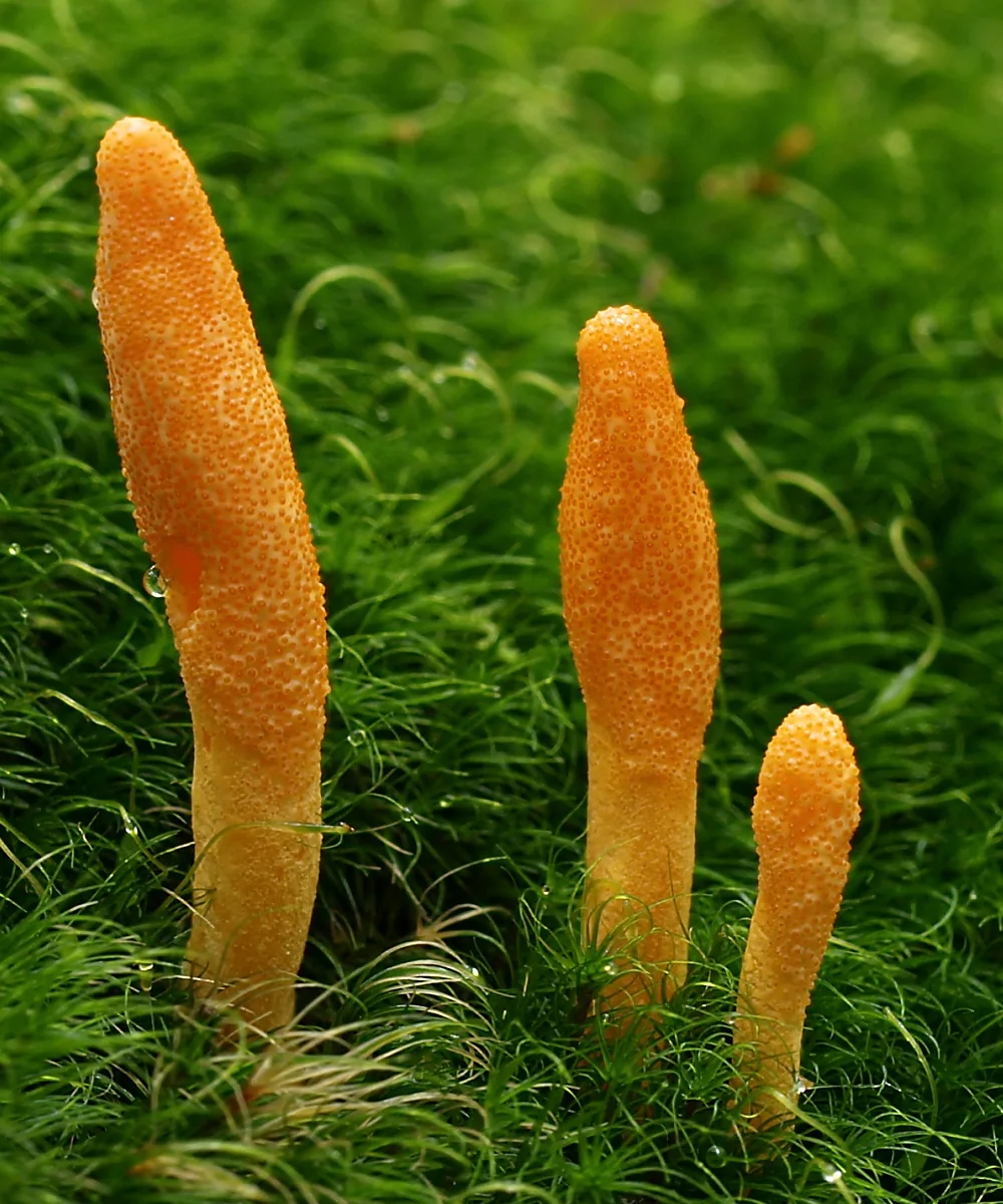 Cordyceps truncata (Cordyceps truncata) — photo mycologique