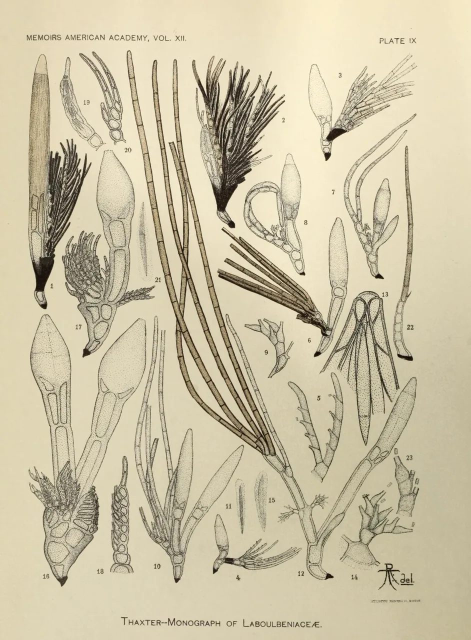 Corethromyces acuminatus (Corethromyces acuminatus) — photo mycologique