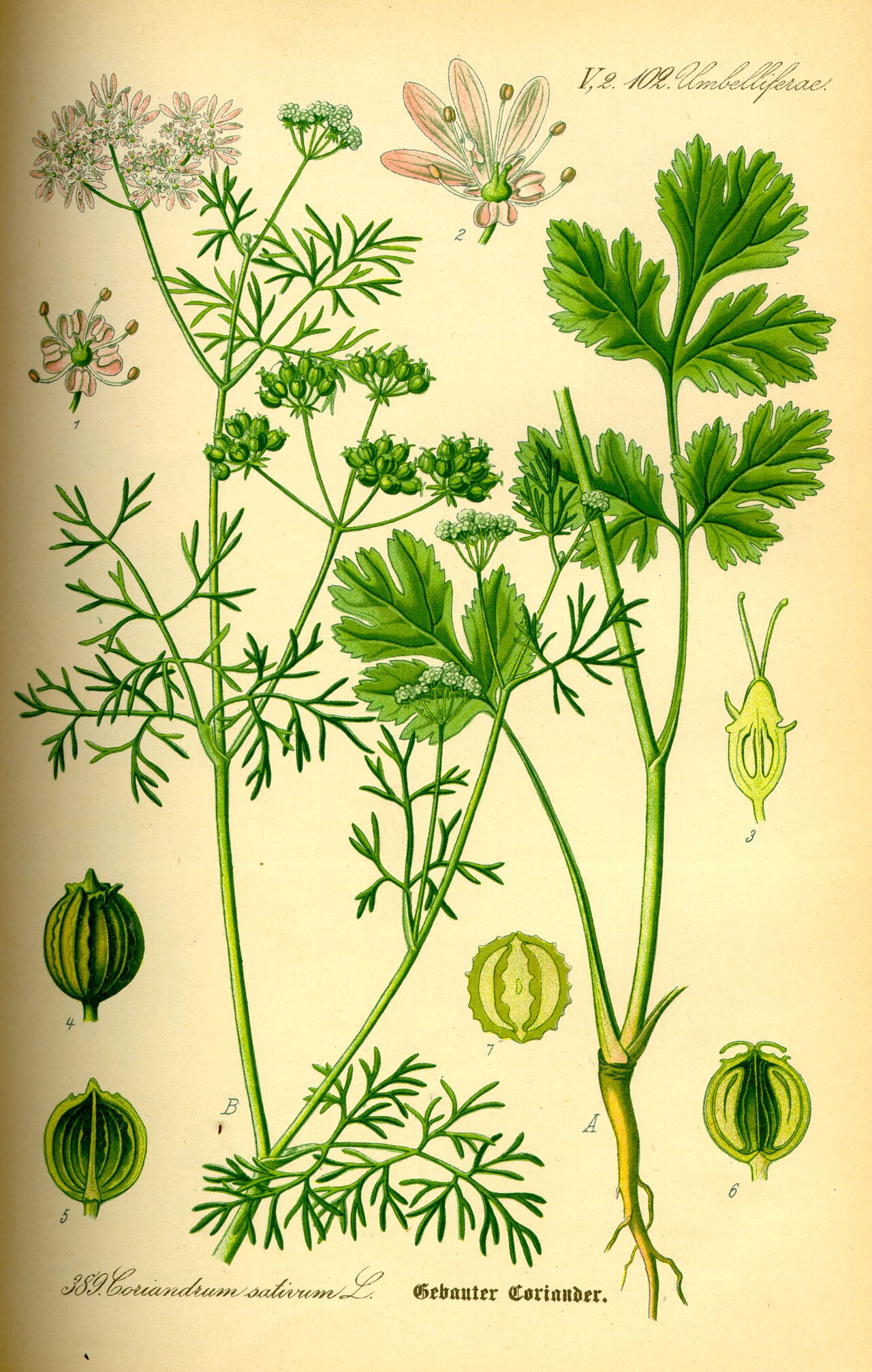 Coriandre (Coriandrum) — photo botanique