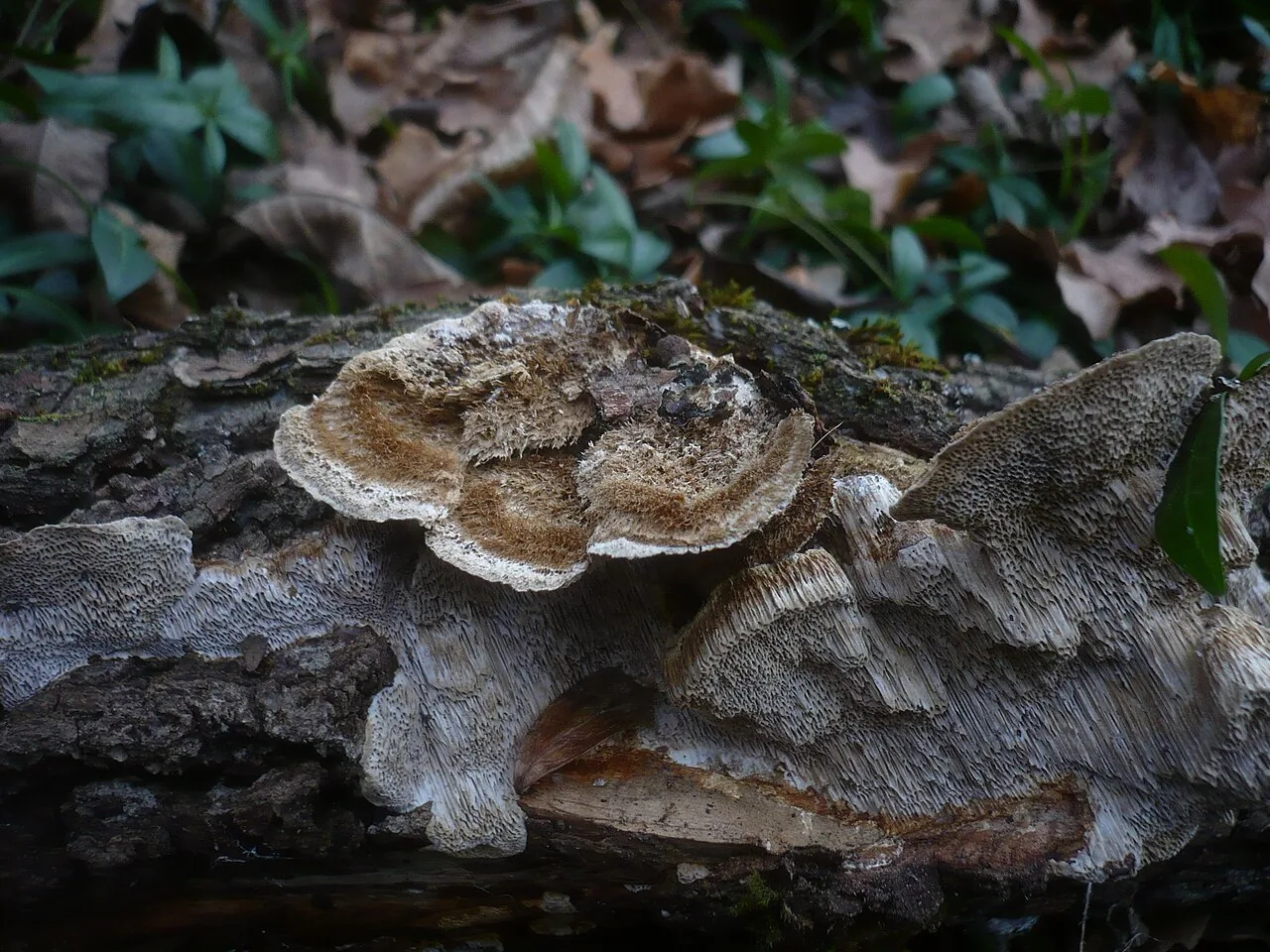 Coriolopsis gallica (Coriolopsis gallica) — photo mycologique