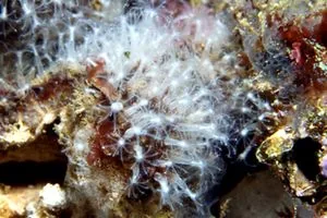 Cornularia populi (Cornularia populi) — photo mycologique