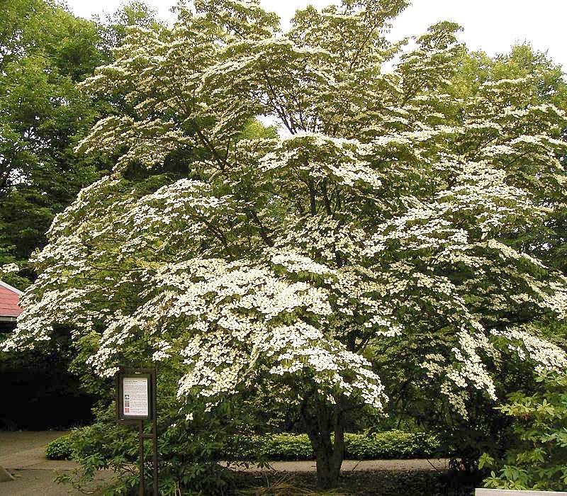 Cornouiller (Cornus) — photo botanique