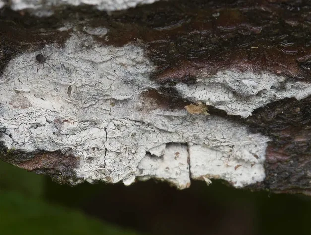 Coronicium alboglaucum (Coronicium alboglaucum) — photo mycologique