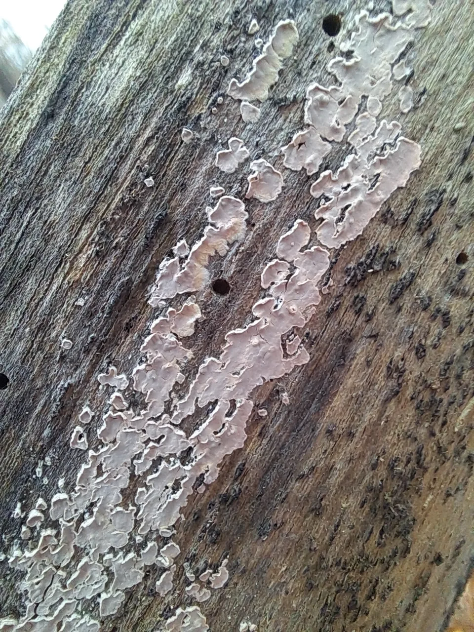 Corticium canfieldii (Corticium canfieldii) — photo mycologique