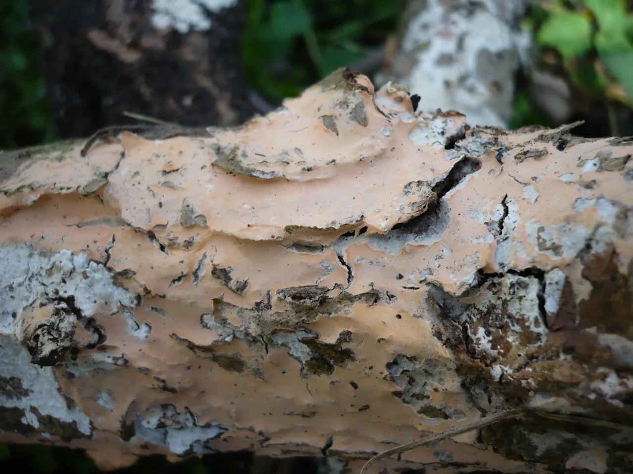 Corticium vinaceum (Corticium vinaceum) — photo mycologique
