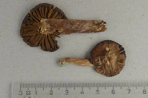 Cortinarius acetosus (Cortinarius acetosus) — photo mycologique