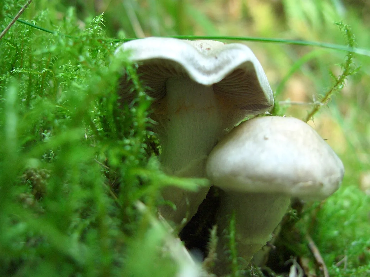 Cortinarius alboviolaceus (Cortinarius alboviolaceus) — photo mycologique