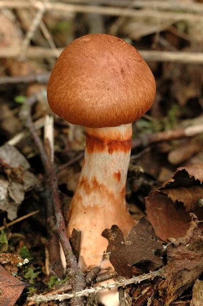Cortinarius allutus (Cortinarius allutus) — photo mycologique