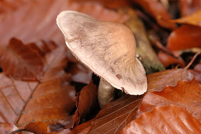 Cortinarius anomalus (Cortinarius anomalus) — photo mycologique