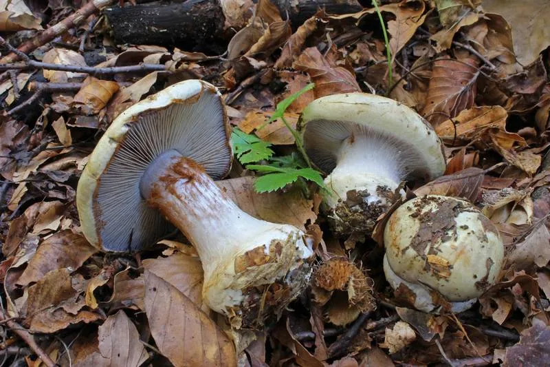 Cortinarius anserinus (Cortinarius anserinus) — photo mycologique