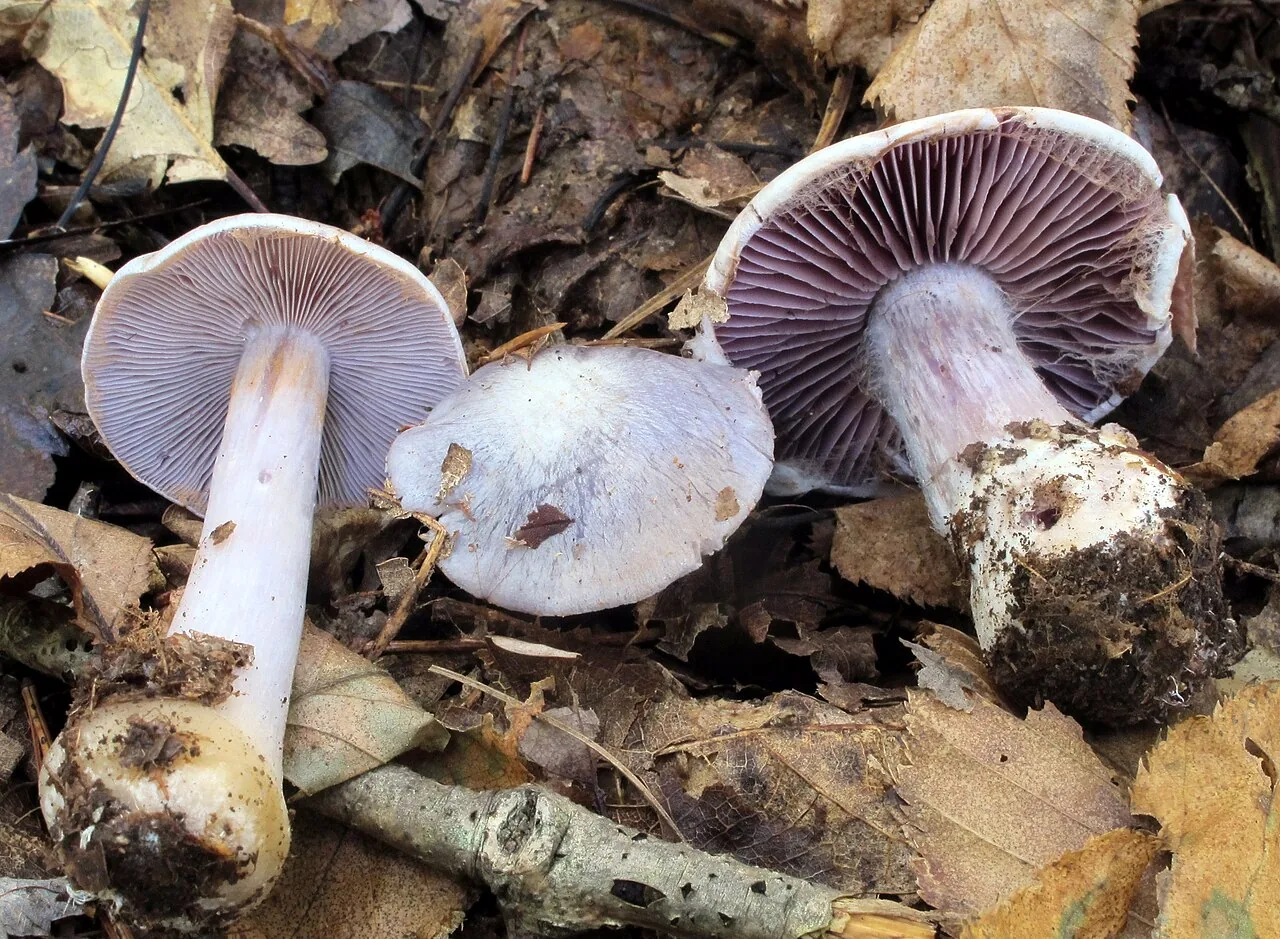 Cortinarius argentatus (Cortinarius argentatus) — photo mycologique