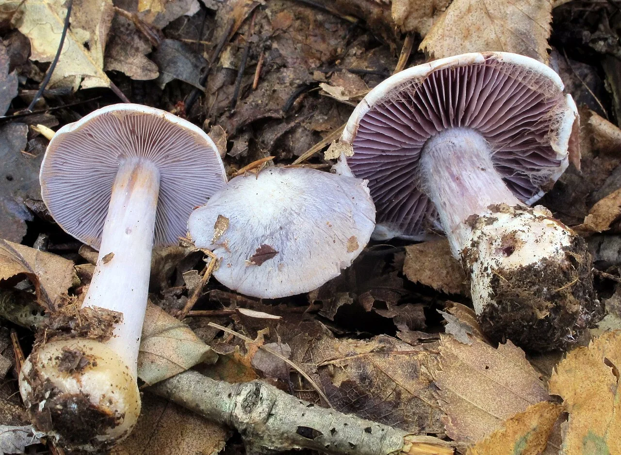 Cortinarius argenteopileatus (Cortinarius argenteopileatus) — photo mycologique