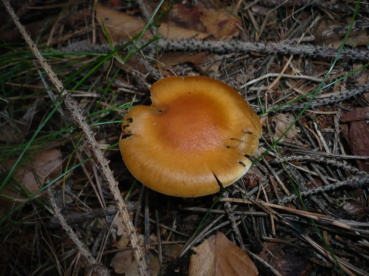 Cortinarius armeniacus (Cortinarius armeniacus) — photo mycologique