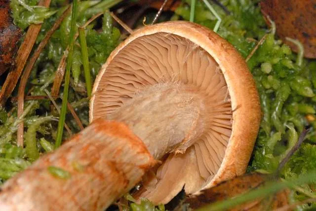 Cortinarius armillatus (Cortinarius armillatus) — photo mycologique