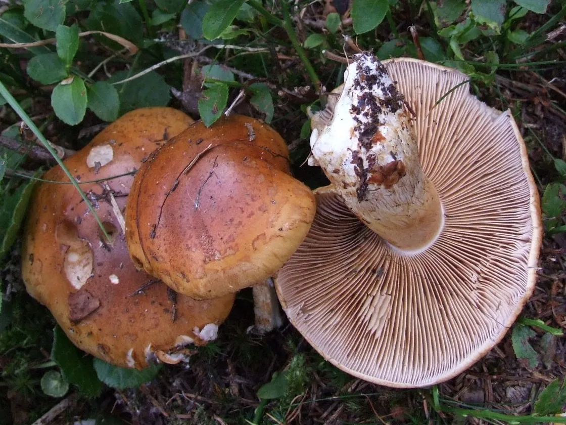 Cortinarius arquatus (Cortinarius arquatus) — photo mycologique