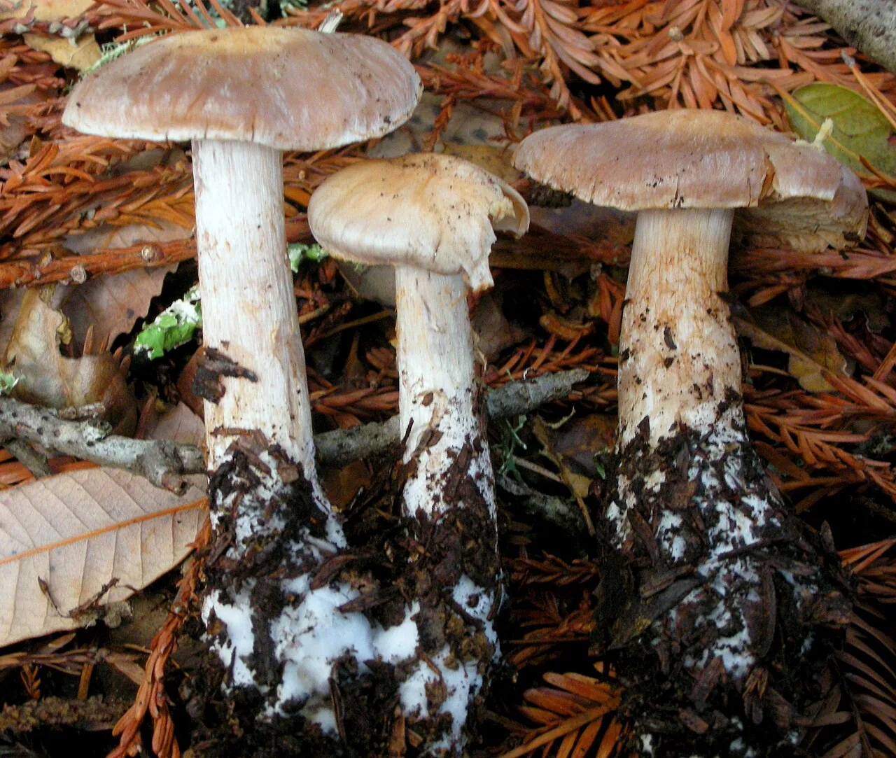 Cortinarius athabascus (Cortinarius athabascus) — photo mycologique
