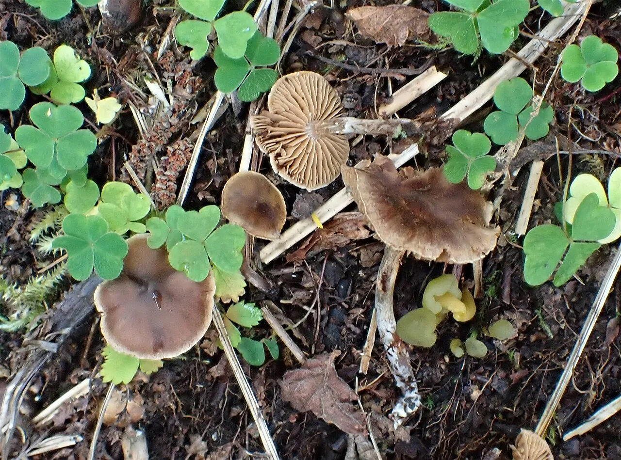 Cortinarius atroalbus (Cortinarius atroalbus) — photo mycologique