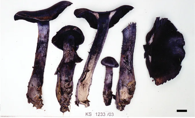 Cortinarius austroviolaceus (Cortinarius austroviolaceus) — photo mycologique