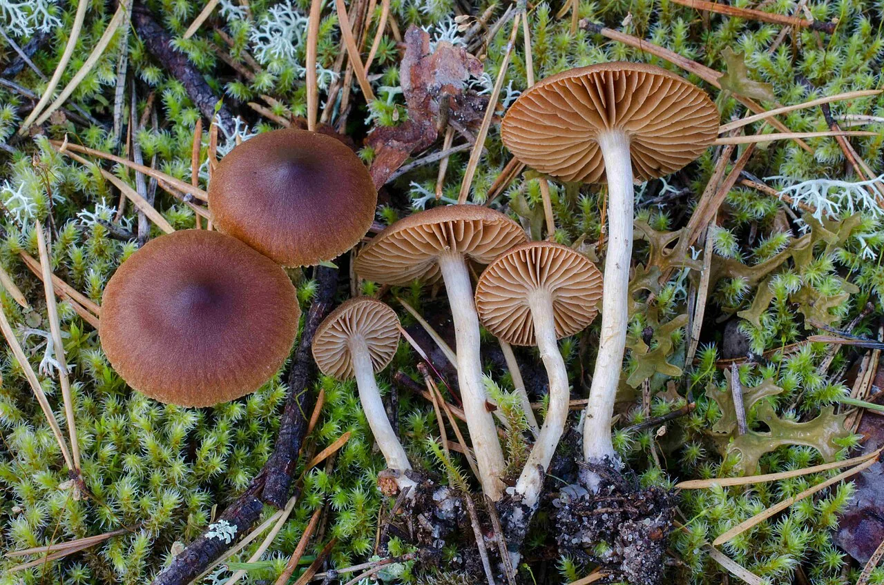 Cortinarius bayeri (Cortinarius bayeri) — photo mycologique