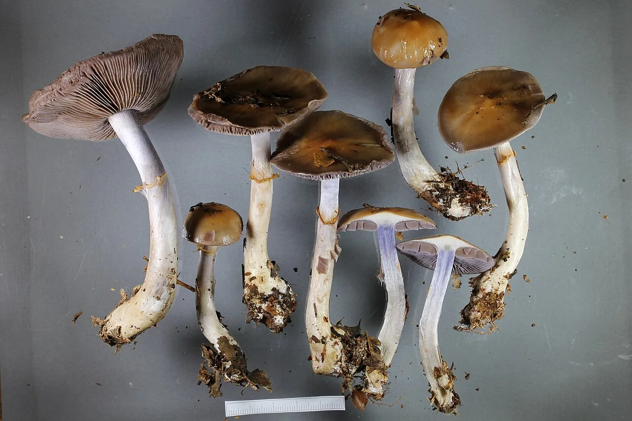 Cortinarius bellus (Cortinarius bellus) — photo mycologique