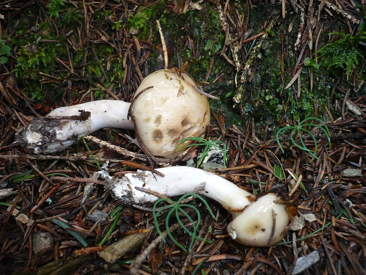 Cortinarius betulinus (Cortinarius betulinus) — photo mycologique