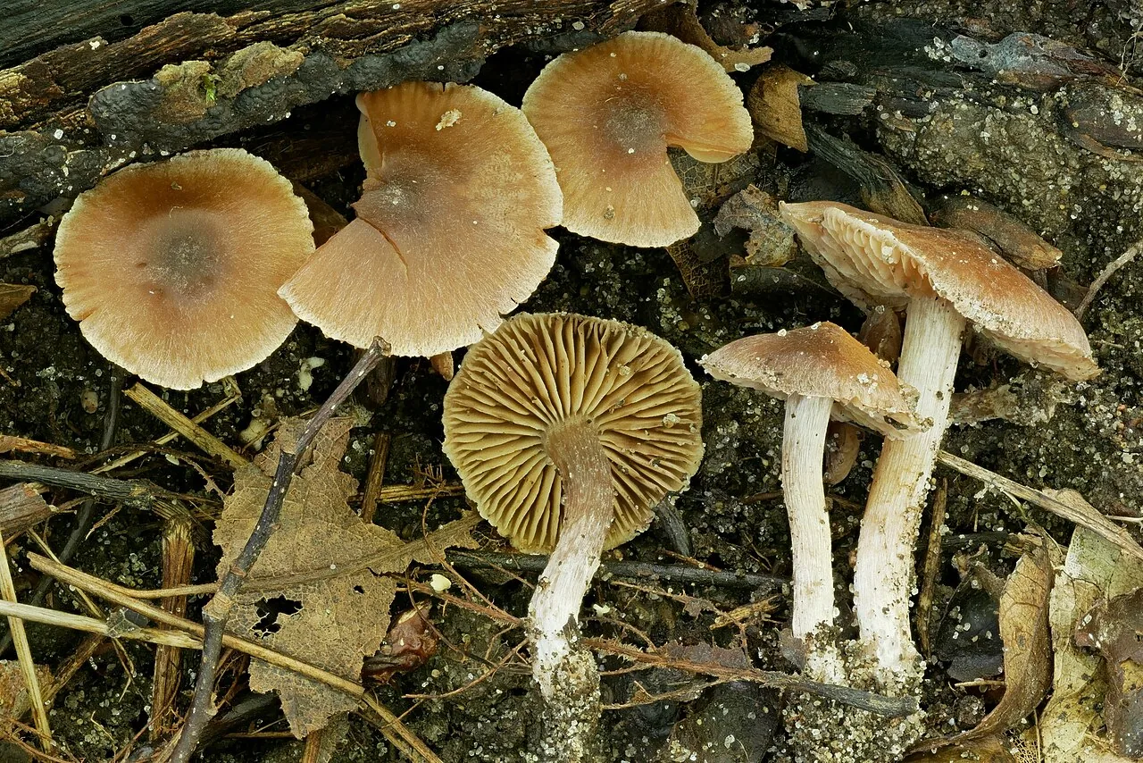 Cortinarius biriensis (Cortinarius biriensis) — photo mycologique