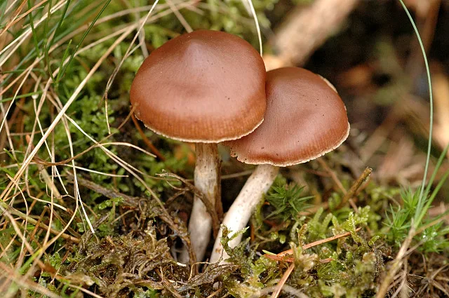 Cortinarius brunneus (Cortinarius brunneus) — photo mycologique