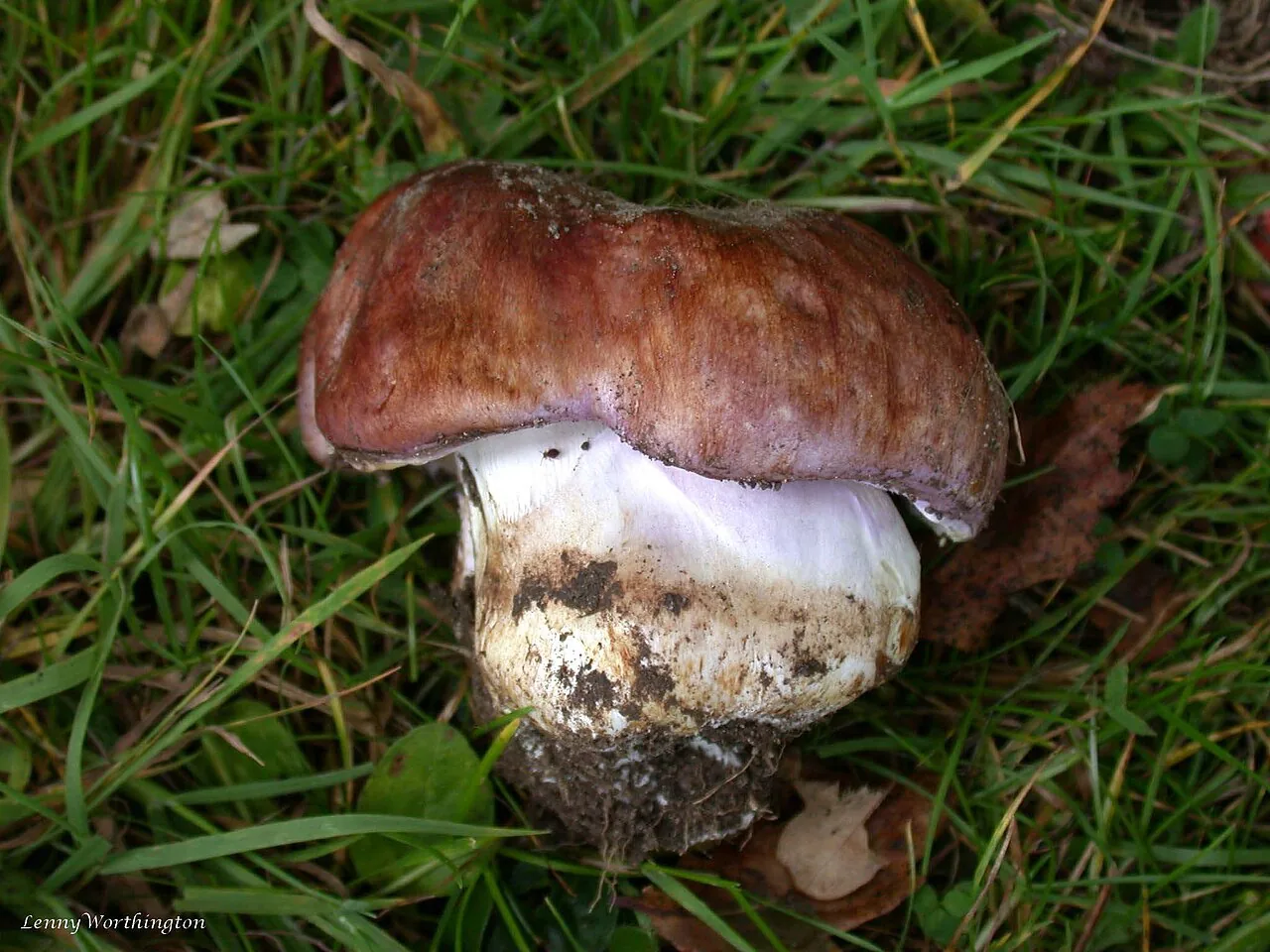 Cortinarius bulbosus (Cortinarius bulbosus) — photo mycologique