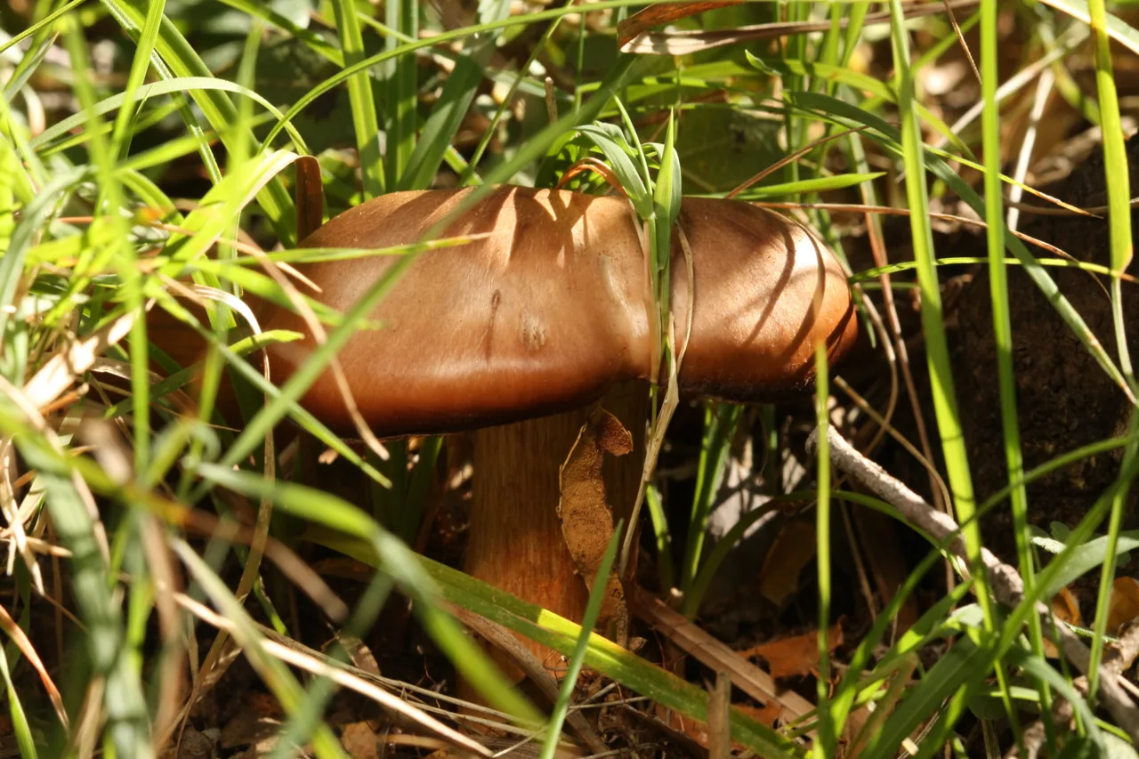 Cortinarius bulliardii (Cortinarius bulliardii) — photo mycologique